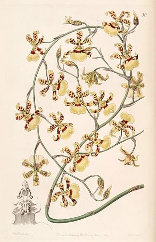 Affiche Oncidium Sphacelatum décoration de bureau élégante 60x90