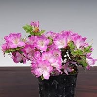 ミヤマキリシマツツジ【現品発送】管理70666 Amazon.co.jp: 苗：深山霧島ツツジ * 品種お選びください ミヤマ