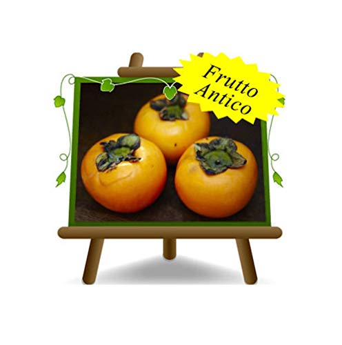 Khaki Mela Sorten O’Gosho - Obstpflanze alte Frucht auf Blumentopf 26 Baum max 200 cm - 4 Jahre Anbau Italien Cover