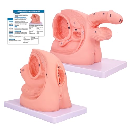 Image of 2Pcs Catheterization Model Male Female, Catheter Model Internal External Genital PVC Anatomy Model Nursing Practice for Medical Clinical Teaching and Practical Training