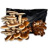 Hawlik Pilzbrut - BIO Cultivo de setas de chopo para cultivar usted mismo - micelio de setas - kit cultivo setas para cultivar en casa - setas autocultivo para el casa, jardín o huerto en casa