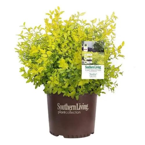 Sunshine Ligustrum, 3 Gallon