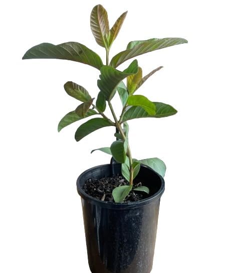 Image of Hybrid Allahabad Safeda Guava Grafted Live Plant - High-Yield, Sweet & Juicy Fruit Variety