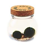 コルク瓶に入った水道水で飼育可能な養殖まりも2個入り