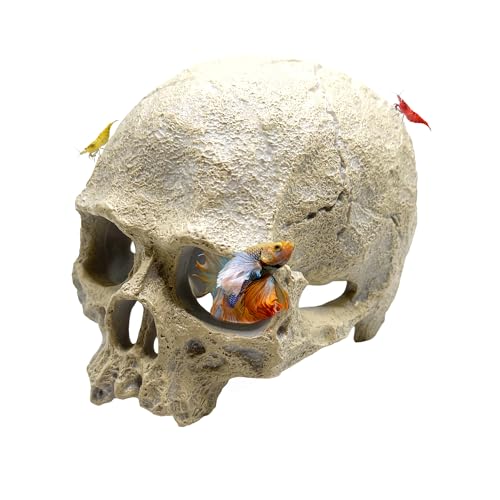 Image of CTWPets Aquarium Human Skull Decor for Betta Fish, Sinking Hide Shrimp Hide