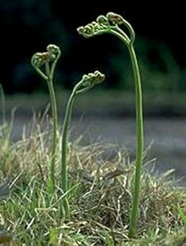 わらび　天然物 国産】【天然山菜】 ワラビ（紫わらび・どじょう蕨） 500g （アク抜き