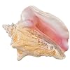 Nautical Crush Trading Conch Shell Decor - Seashell Decor - Imperfect (8-10in) Large Sea Shell - Shells for Decoration - Large Seashells for Craft - Magic Conch Shell Room Decor