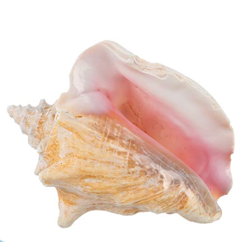 Nautical Crush Trading Conch Shell Decor - Seashell Decor - Imperfect (8-10in) Large Sea Shell - Shells for Decoration - Large Seashells for Craft - Magic Conch Shell Room Decor