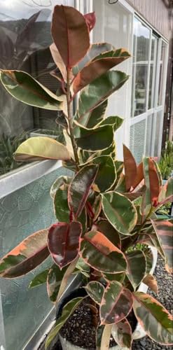 S̖ c ^ϗtA ォ1m40cm