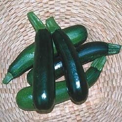 Squash Zucchini Black Beauty Garden Heirloom Vegetable Seeds by Seed Kingdom (1 Lb Seeds)