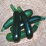 Squash Zucchini Black Beauty Garden Heirloom Vegetable Seeds by Seed Kingdom (500 Seeds)