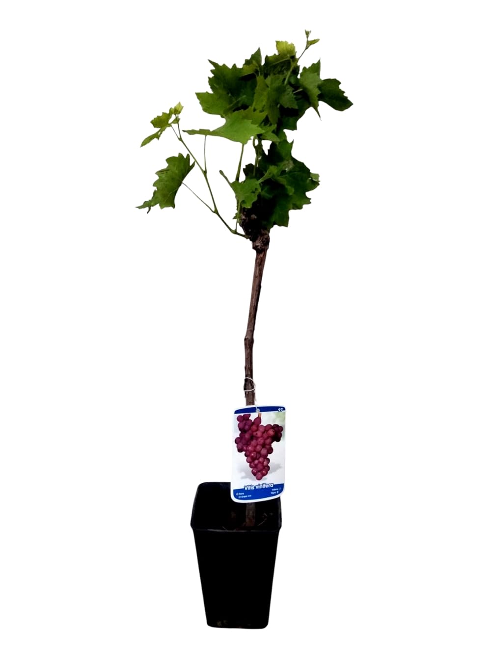 Planta natural Parra Red Globe, de 40 cm. Vid de Uva de mesa y racimos de gran atractivo visual por su tamaño y color rojo violaceo, así como su delicioso sabor afrutado. Segura Garden.