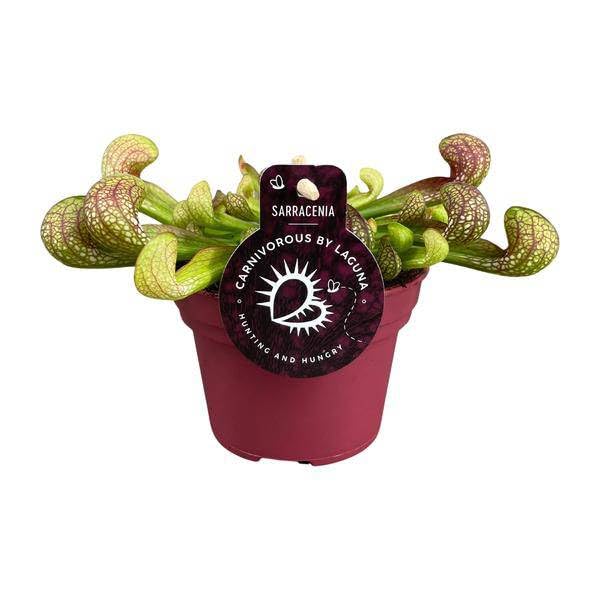 Papuga Sarracenia Psittacina roślina pokojowa, Ø 12 cm, 13 cm, egzotyczna roślina mięsożerna, łatwa w pielęgnacji i nadaje się do półcienia