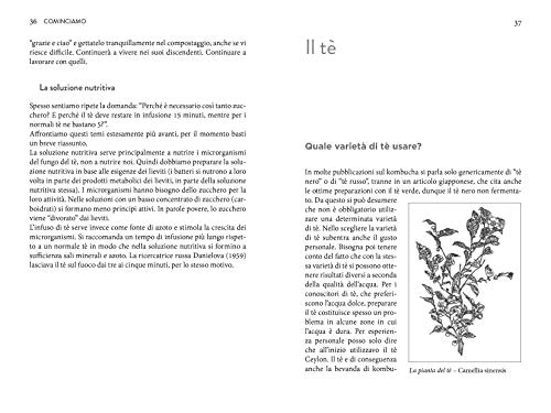 Il Potere Curativo Del Tè Kombucha: I Benefici, Le Indicazioni Per Prepararlo In Casa, Le Ricette - 5