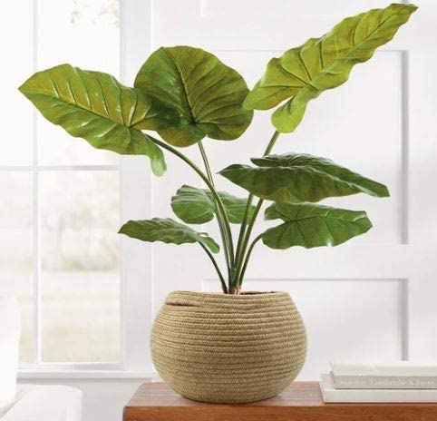 PrintShoppie Handwoven Round Natural Jute Pot Bag for Plants, Planter, Plant Sack (1 Piece, Beige, 25x25x22 cm) – Handcrafted Basket for Storage, Clothes, Kitchen, Home Decor, Indoor, Outdoor (B08R6FG3WR) Amazon Price History, Amazon Price Tracker