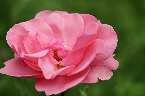 Happy Retirement Rose Bush 5.5L (Live Plants)