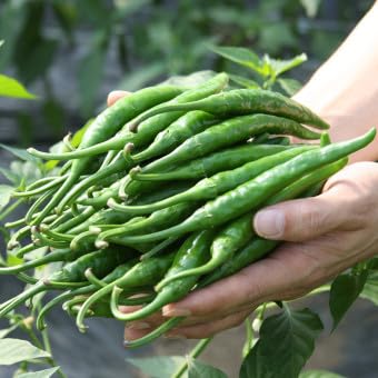 yAsiasz hhq Yhq Ƃ炵 (錧Y/h) ①֔ (500g)