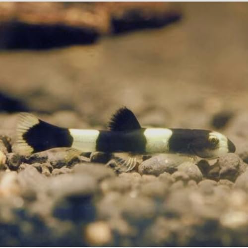 Swimming Creatures&trade; 2 Panda Loach (Yaoshania Pachychilus) Aquarium Fish Live (Size Approx. 1')