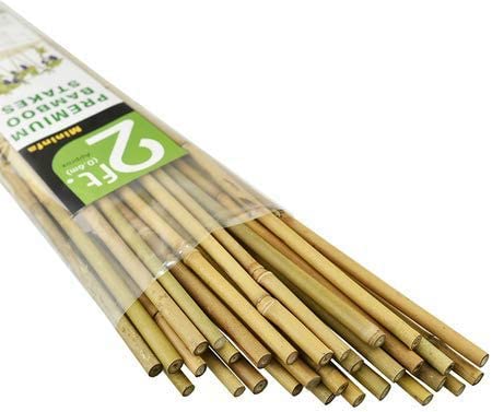 Mininfa Natural Bamboo Sticks 60 cm, Eco-Friendly Bamboo Poles, Bamboo Sticks, Plant Sticks for Tomatoes, Trees, Beans, Pack of 50