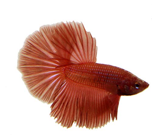 Live Halfmoon Male Betta Fish