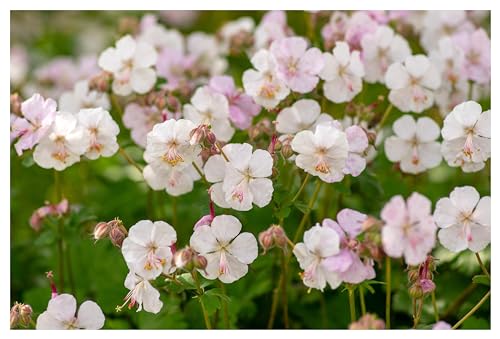 3 x Geranium cantabrigiense 'Biokovo' (Winterhart/Stauden/Staude/Bodendecker/Mehrjährig/Immergrün) Cambridge Storchschnabel - Robuste Schönheit für langanhaltende Blütenfreude - von Stauden Gänge