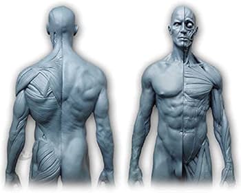 Amazon.co.jp: 人体模型 人体モデル 男性と女性 1セット 11インチ 約