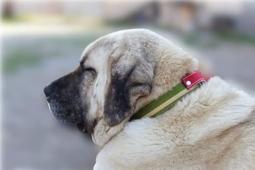 Large Dog Collar With Unbreakable Swivel Buckle With Handle | Heavy Duty Shepherd Dog Collar With Iron Buckle| Collar Perro Grande(Green, Large) #TOP6