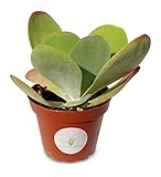 Kalanchoe Flapjacks Succulents Kalanchoe Thrysiflora in 4' Pot