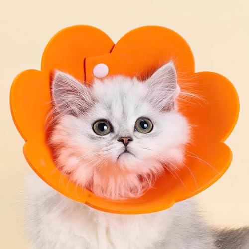 fanisa L  GUxXJ[ {^ 񕜎 y p ی  D pEFA rߖh~ 畆a 킢 ߉\ _炩 qL ^ ^ PA (L,IW)