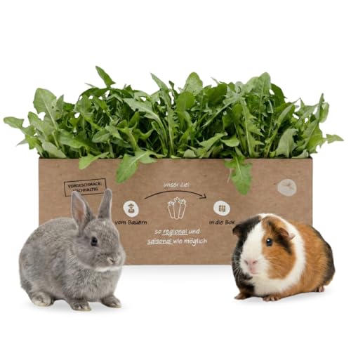 Frischer Löwenzahn 1 kg für Kleintiere & Nager Naturbelassenes Frischfutter aus der Pfalz | Winteralternative Catalogna| Delikatesse für Kaninchen & Meerschweinchen