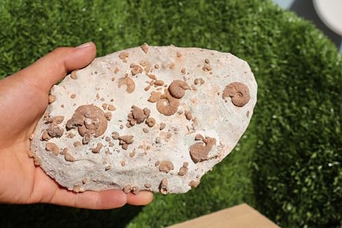 Image of Ammonites & Gastropods Plate Cretaceous Fossils Fossils from Morocco Fossil Rock ammonites Fossil from Morocco A105