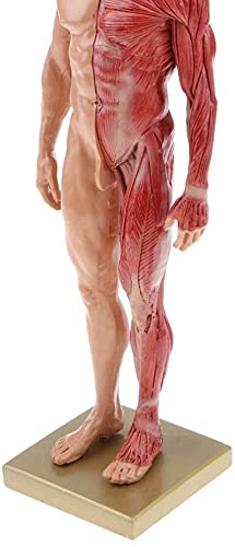 Image of BONEW 30CM Male and Female Resin Human Anatomical Anatomy Skull Head Body Model Muscle Bone Model Medical Lab Reference Model Red (Male)