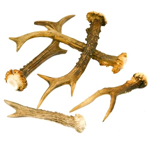 RF - Deer Natürliches Rehbockgeweih, Kleiderhaken, Möbelgriff, Besteckgriff, Hundespielzeug, Umweltfreundliche Verpackung, Dekoration aus Geweihen, Angebot betrifft 1 kg, 11-20 Stück, 12-23 cm