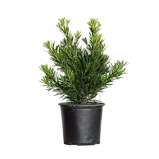 Pringles Dwarf Podocarpus Yew (2.5 Gallon) Evergreen Shrub with Needle-Like Foliage - Full Sun to Part Sun Live Outdoor Plant