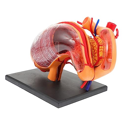 Imagen de SOLUSTRE Material Educativo De Estómago Realista De Biología Demostración Didáctica