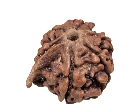 Rare Gems Gallery गणेश मुखी रूद्राक्ष Geniune Gajanan Rudraaksh Holy Bead Ganpati Rudraksh Original Certified गणेश रुद्राक्ष ओरिजिनल सर्टिफाइड Nepali Ganesha Rudraksha Brilliant Gift for Girls & Boys