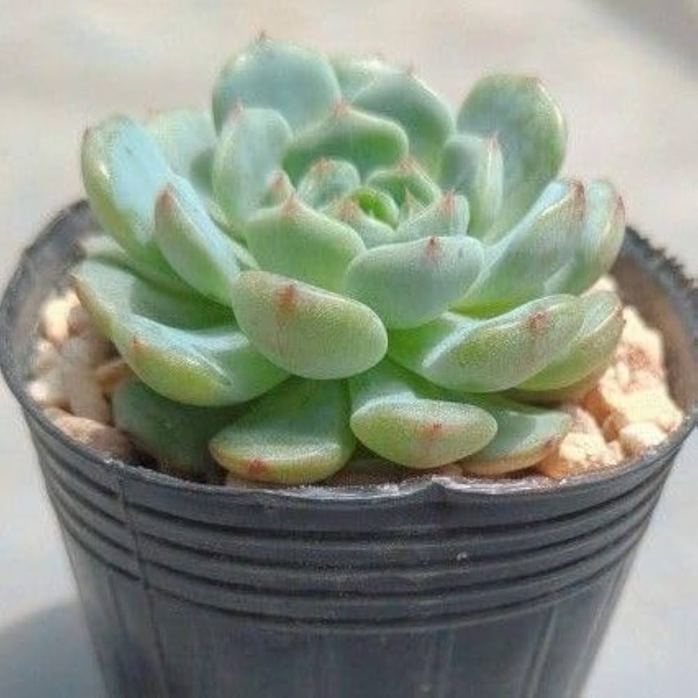 64. 多肉植物 ピュアラブ 800円【抜き苗】 64. 多肉植物 ピュアラブ