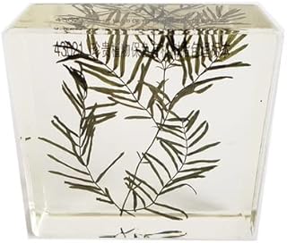 ZMX Organic Resin-Embedded Specimens of Metasequoia Glyptostroboides - Transparent Resin Plant Embedded Specimen - for Biological Experiment Equipment