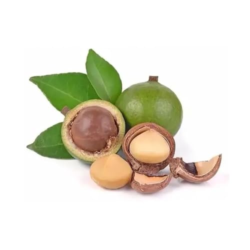 AMK Jardinagem e Paisagismo, Muda de Castanha Noz Macadâmia 20 a 40cm AMK - Plantas Online