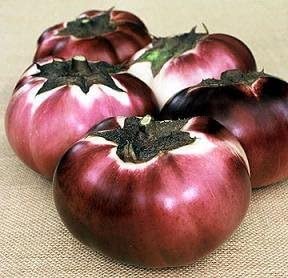 Turno Malva Melanzana 10 semi:Grani