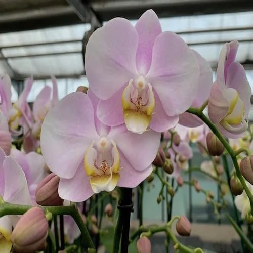 50 semillas de orquídeas Phalaenopsis rosa claro