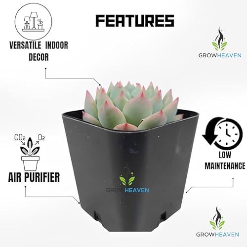 Image of live plants (LAKSHMI KAMAL PLANT)