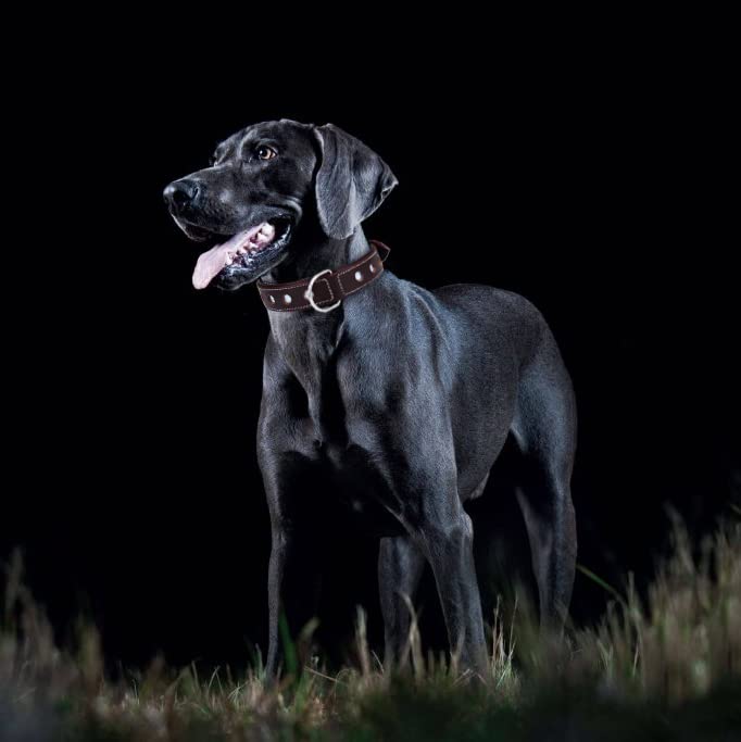 Image of Reflective Full-Grain Leather Dog Collar, Extra Large, Black | Double D Ring, Soft Nappa padding, Heavy Duty, Reflective Detailing, Adjustable Fit, Fit Neck Size 22 inch-26 inch