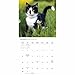 Tuxedo Cats Calendar 2026