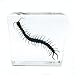Centipede（Chilopod）（Scolopendra）Science Specimen in Acrylic Block Paperweights Science Classroom Specimens for Science Education（3x3x1 Inch）