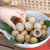 25 Pc Semillas De Fruta Longan - Semillas De Dimocarpus, Decoración De Árboles Frutales, Regalos Sostenibles Semillas De Dimocarpus Longan, Semillas De Frutas, Decoración De Jardín