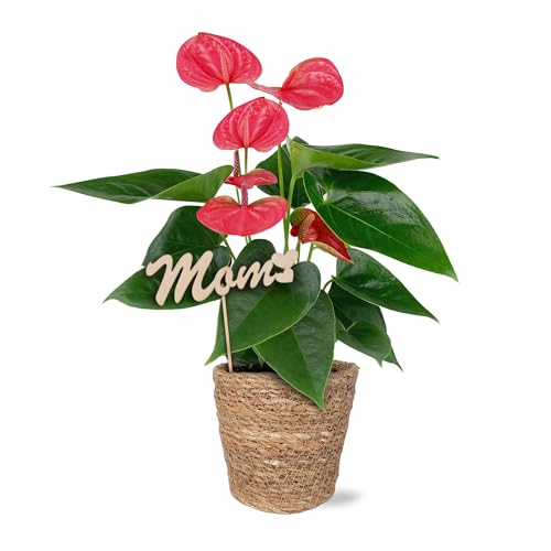Green Circle Growers 5 Pink Anthurium in Seagrass Pot with Mom Pick Live Indoor Plants House Plant