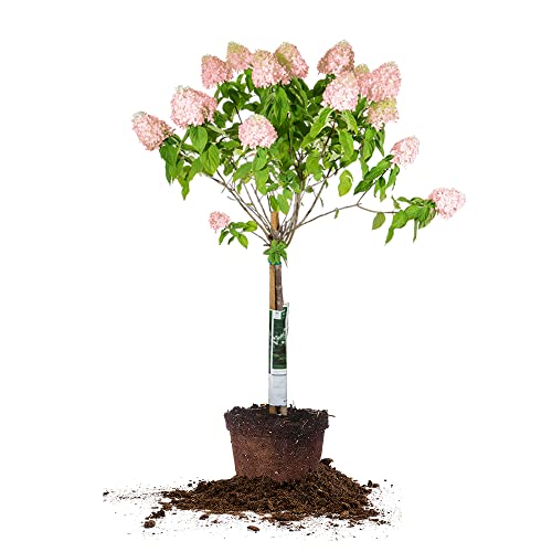 Perfect Plants Pinky Winky Hydrangea Tree 4-5 ft | Live Trees for Outdoor Planting | Iconic Summer Bloom Fades from White to Pink | Fresh Flowers for Summer