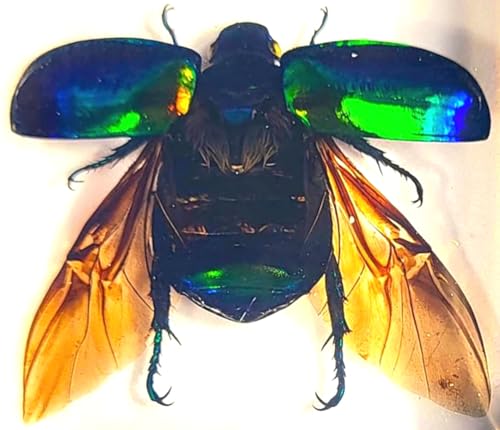 Image of 38mm Real Green Chafer Beetle w /Open Wings in Crystal Clear Lucite Resin Crafts Specimen Preserved Various Animal Insect Bug Taxidermy Collection for Biology Science Education & Desk Ornament Display