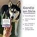 Project Sudz Gentle All Natural Dog Shampoo for Dry Coat for Sensitive Skin | Bar Shampoo for Dogs | Organic Dog Shampoo Sensitive Skin | Lavender (1)